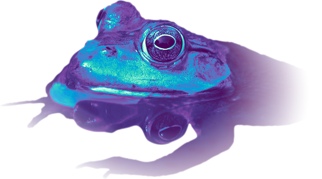 frog