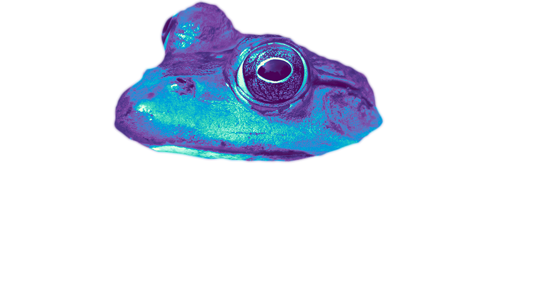 frog